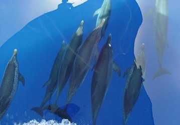 Monitoreo de megafauna marina
