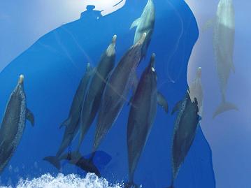 Monitoreo de megafauna marina